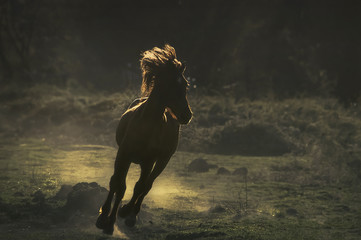 Un cheval au galop dans un pré, représenté en clair-obscur et en silhouette