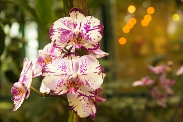pink flowers in garden