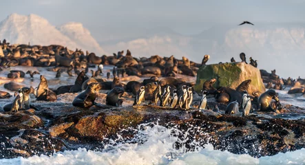 Papier Peint photo autocollant Pingouin African Penguins on Seal Island. Seals colony on the background. African penguin, Spheniscus demersus, also known as the jackass penguin and black-footed penguin. False Bay. South Africa.