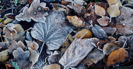 Beautiful fallen leaves covered with frost