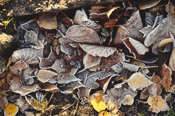 Beautiful fallen leaves covered with frost