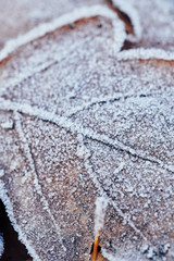 Beautiful fallen leaves covered with frost