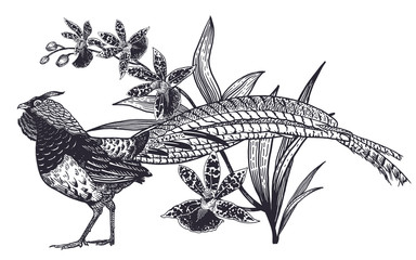 Realistic hand drawing of pheasant and beautiful Orchid isolated on white background.