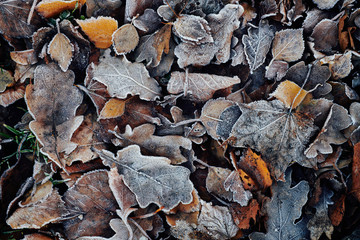 Beautiful fallen leaves covered with frost