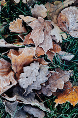 Beautiful fallen leaves covered with frost
