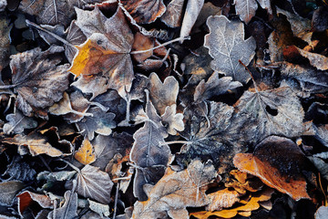Beautiful fallen leaves covered with frost