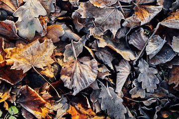 Beautiful fallen leaves covered with frost