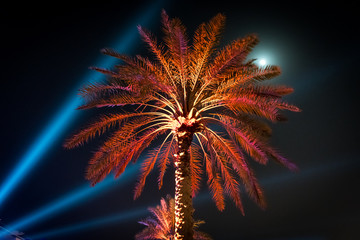 Palm in Abu Dhabi