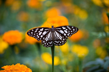  
Beautiful Blue Spotted Milkweed Butterfly sitting on the Marigold flower plant in its natural habitat in a colorful background
