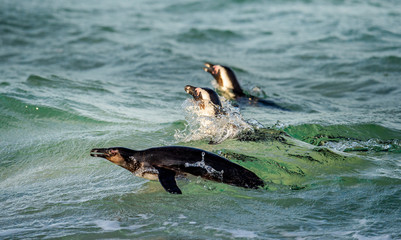 Fototapeta premium Swimming african penguins. The African penguin Scientific name: Spheniscus demersus, also known as the jackass penguin and black-footed penguin. Natural habitat. South Africa