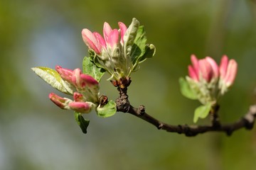 branch of a tree with flowers