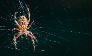 forest spider on the net