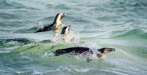Obraz premium Swimming african penguins. The African penguin Scientific name: Spheniscus demersus, also known as the jackass penguin and black-footed penguin. Natural habitat. South Africa