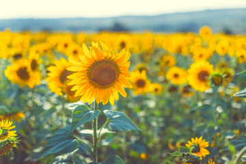 Beautiful sunflower field in the afternoon.