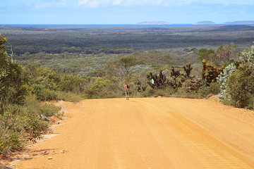 Gravel road to the Southern Ocean with Kangaroo ahead, Fitzgerald River National Park, Western Australia