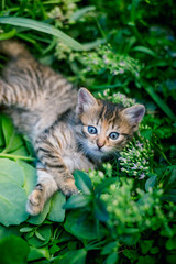 Naklejka na ściany i meble Cute tabby little kitten in the grass