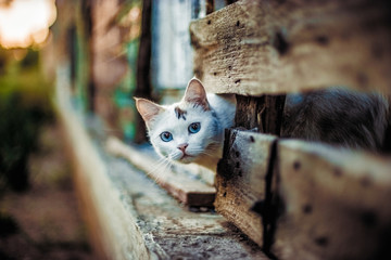 Cute white cat looking out of a hole in a wooden fence