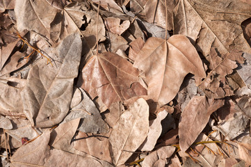 Leaves surface, dried leaf