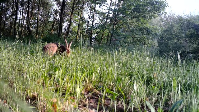 Close View of an European Hare (Lepus Europaeus or Brown Hare) eating grass in a meadow. Documentary Nature and Wildlife FullHD Video.