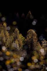 Ultime luci sulla foresta, Valtellina, Italia