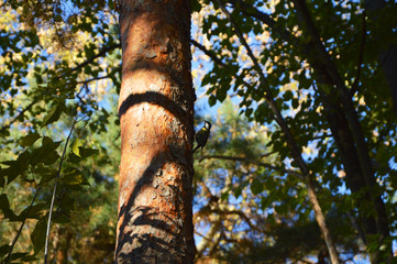 Fototapeta premium tit