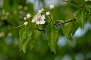 cherry blossoms