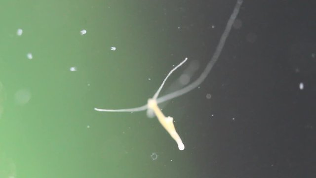 noch winziger S&uuml;&szlig;wasserpolyp, Weisse Hydra, Hydra vulgaris 
