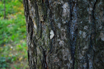 Moth on a tree