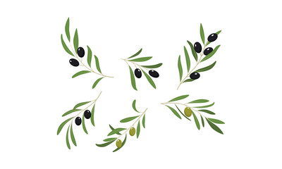 Olive branches with leaves and olives vector Illustration on a white background