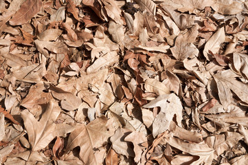 Leaves surface, dried leaf