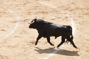 Fighting bull in the arena. Bullring. Toro bravo. Spain