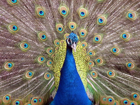 peacock with feathers out