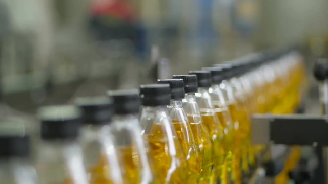 Cold-pressed olive oil bottles move along a conveyor belt