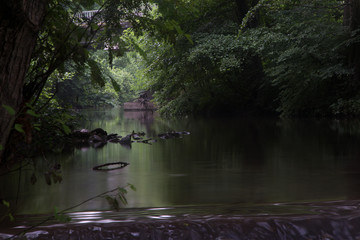 A quite river in the forest
