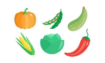 Collection of vegetables, pumpkin, green bean, zucchini, corncob, cabbage, hot chilli pepper, vector Illustration on a white background.