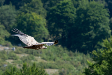 Grifone (Gyps fulvus) - Località Petrella Liri (Aq)