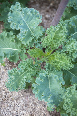 Kale growing in a farm