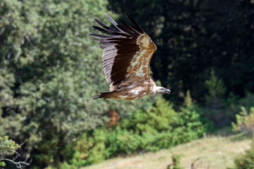 Grifone (Gyps fulvus) - Località Petrella Liri (Aq)