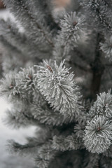 The branches of a Christmas tree in the snow