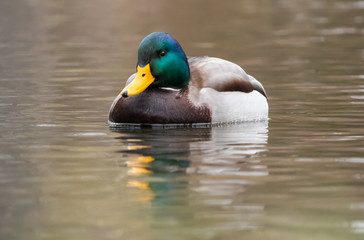 Mallard on the lake. Wild duck on water.