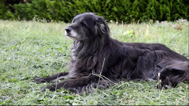 chien au jardin