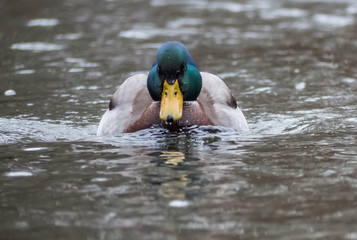Mallard on the lake. Wild duck on water.