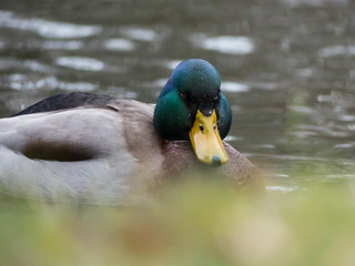 Mallard on the lake. Wild duck on water.