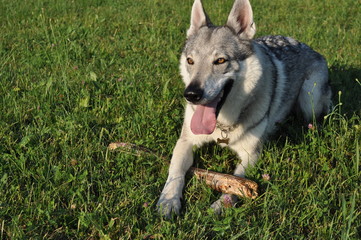 cane lupo cecoslovacco