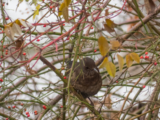 Thrush is sitting in the bushes. Blackbird in the bushes.