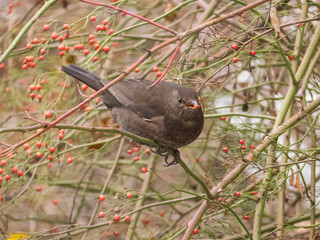 Thrush is sitting in the bushes. Blackbird in the bushes.