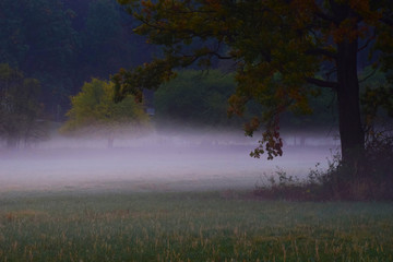 fog in morning 