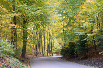 Road in beech woodland in autumn - trees with yellow and green foliage
