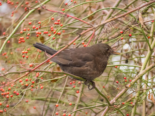 Thrush is sitting in the bushes. Blackbird in the bushes.