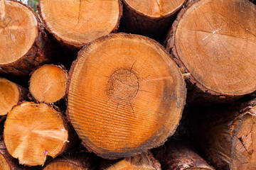 Round firewood. Laid tree Sawmill